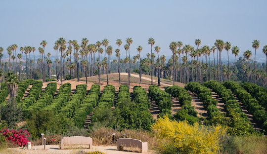 Palm trees and orchard under clear sky. Palm trees and orchard under clear sky.