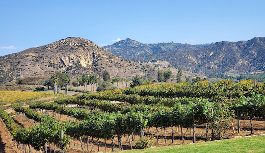Personal Injury Trial Attorney Locations 9 Vineyard with mountainous landscape in the background.