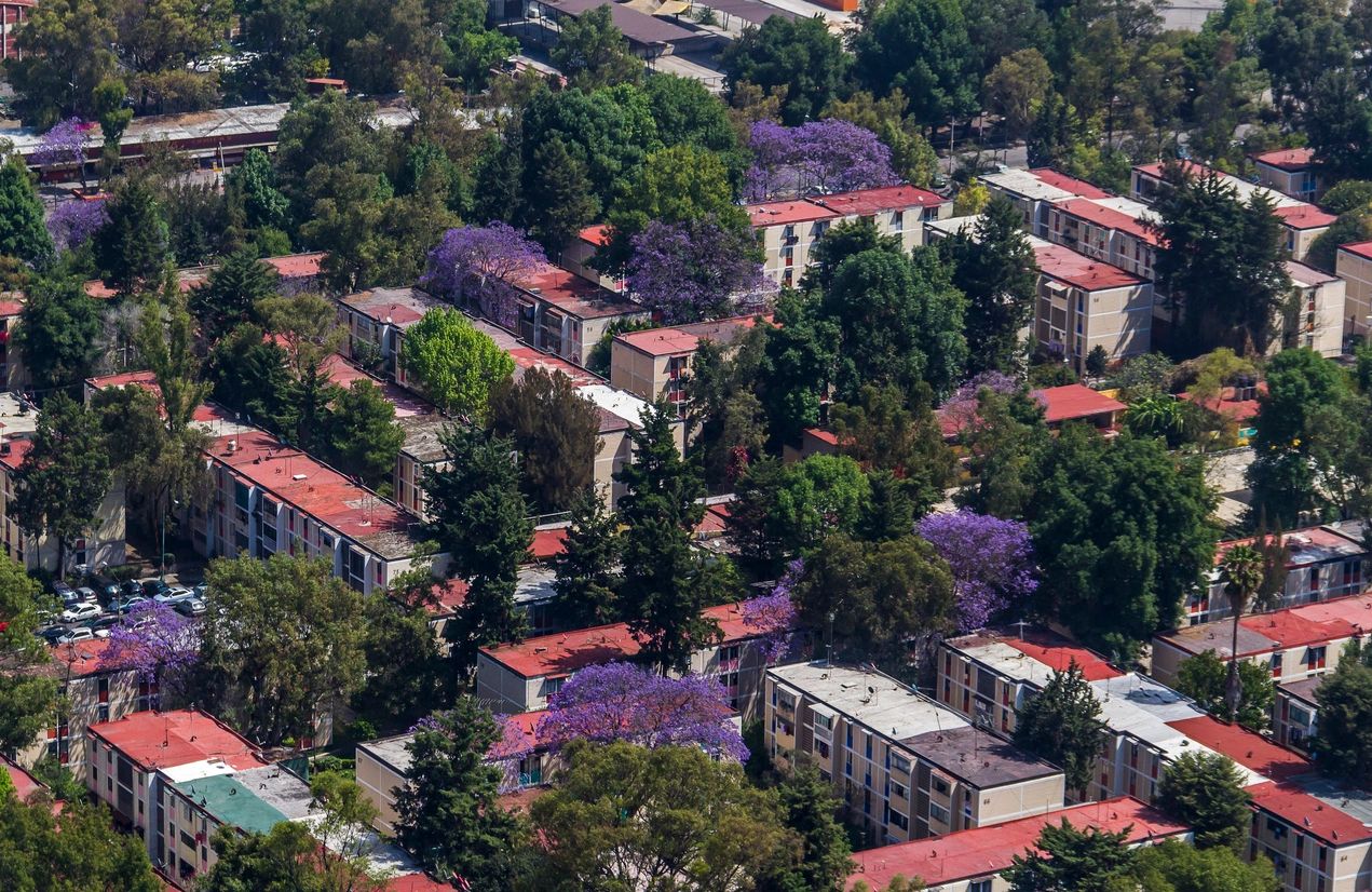 purple blooming trees beside apartment buildings purple blooming trees beside apartment buildings